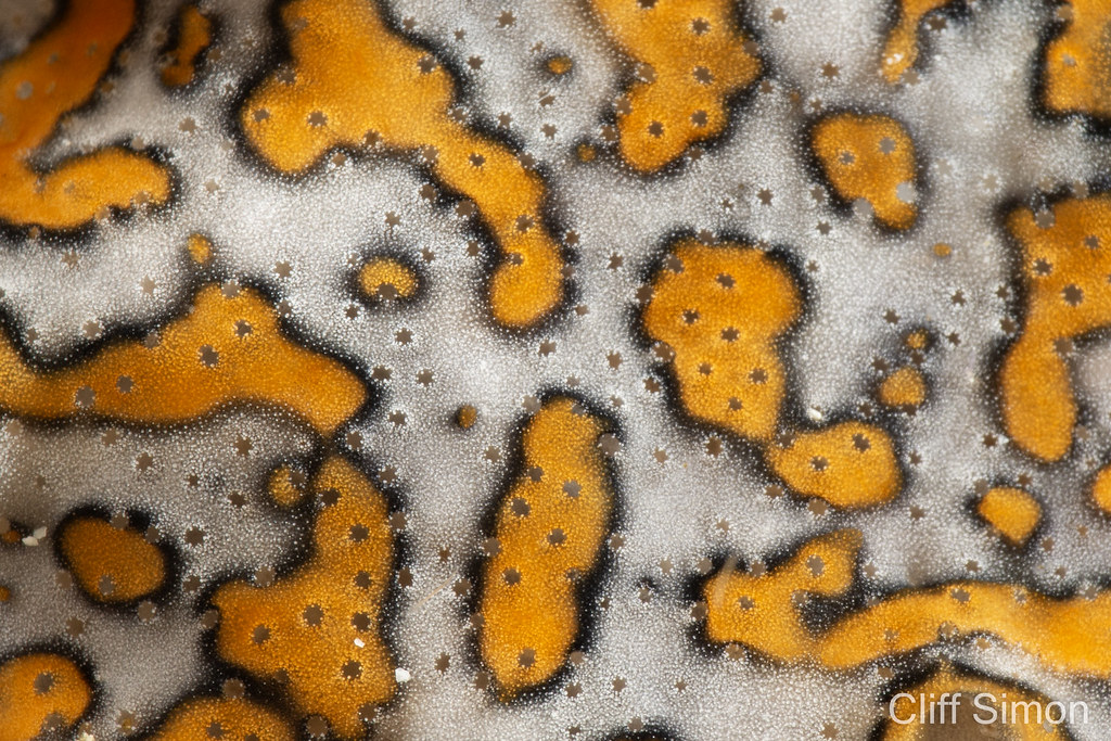 Unknown Sponge