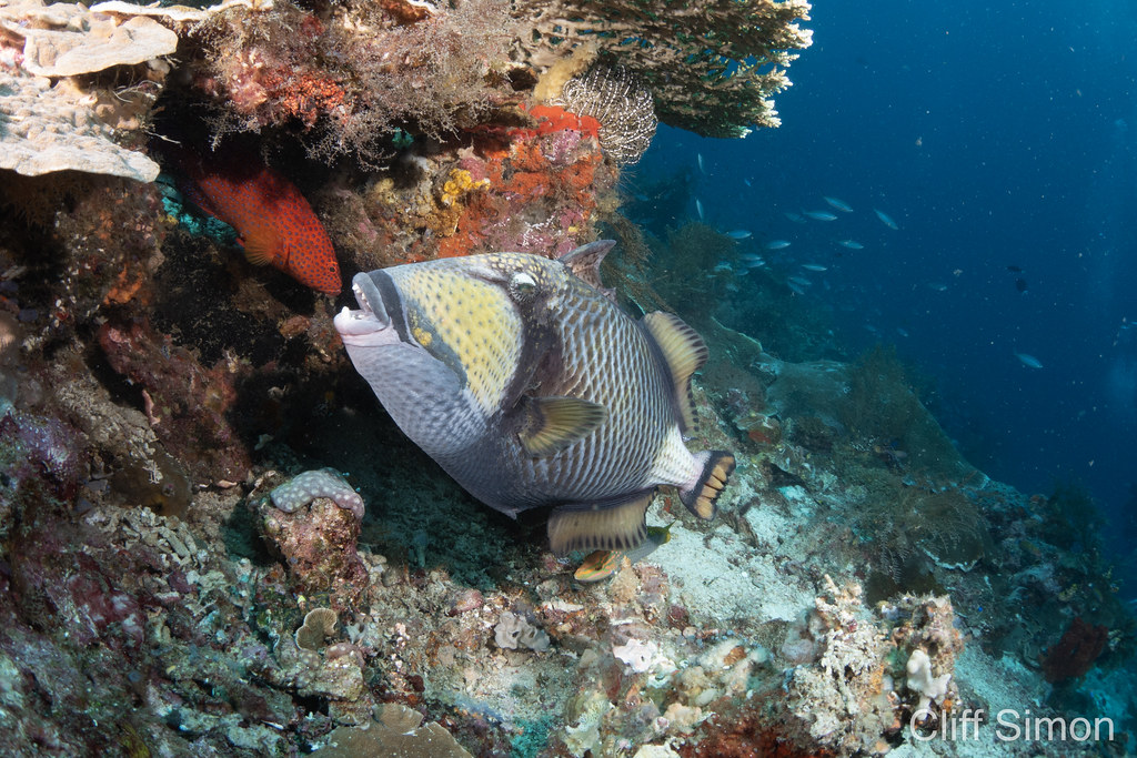 Coral Grouper, Cephalopholis miniata, Titan Triggerfish, Balistoides viridescens