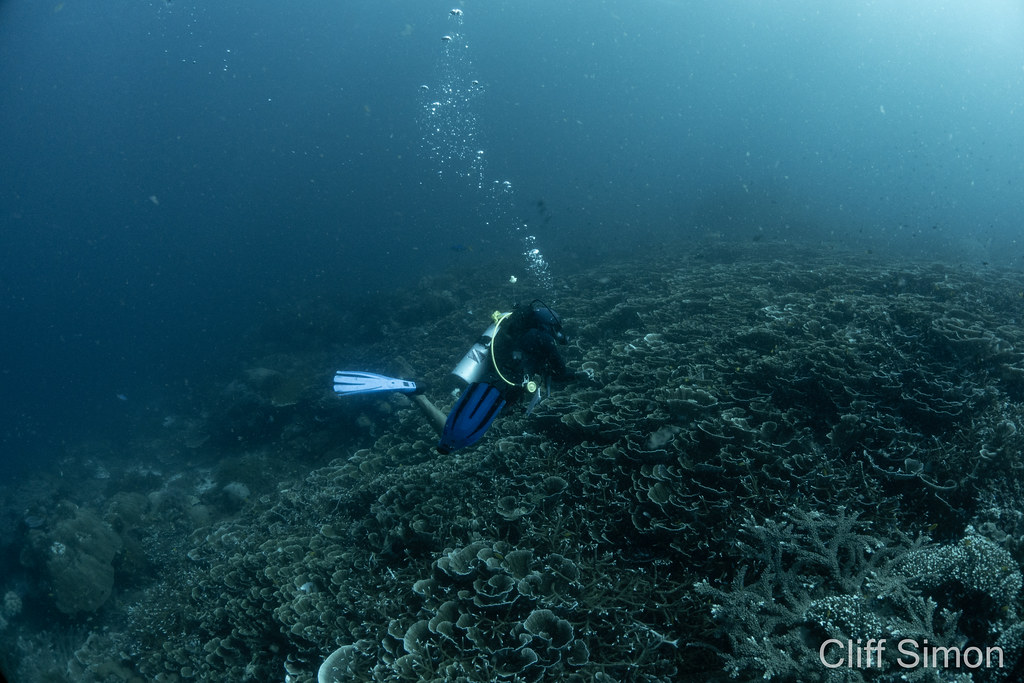Hard Corals