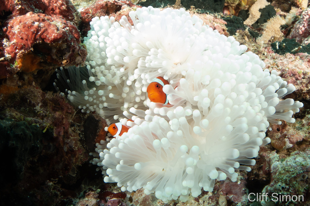False Clown Anemonefish, Amphiprion ocellaris