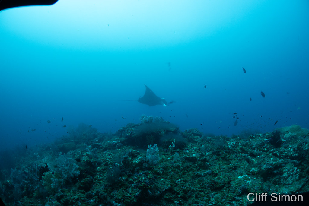 Reef Manta Ray, Mobula alfredi