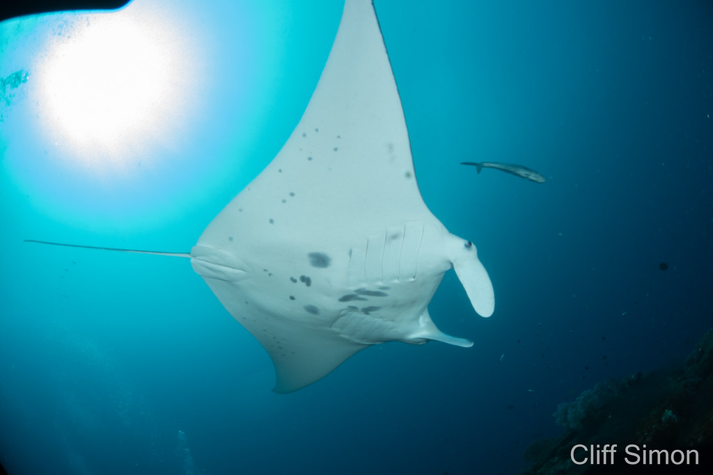 Reef Manta Ray, Mobula alfredi
