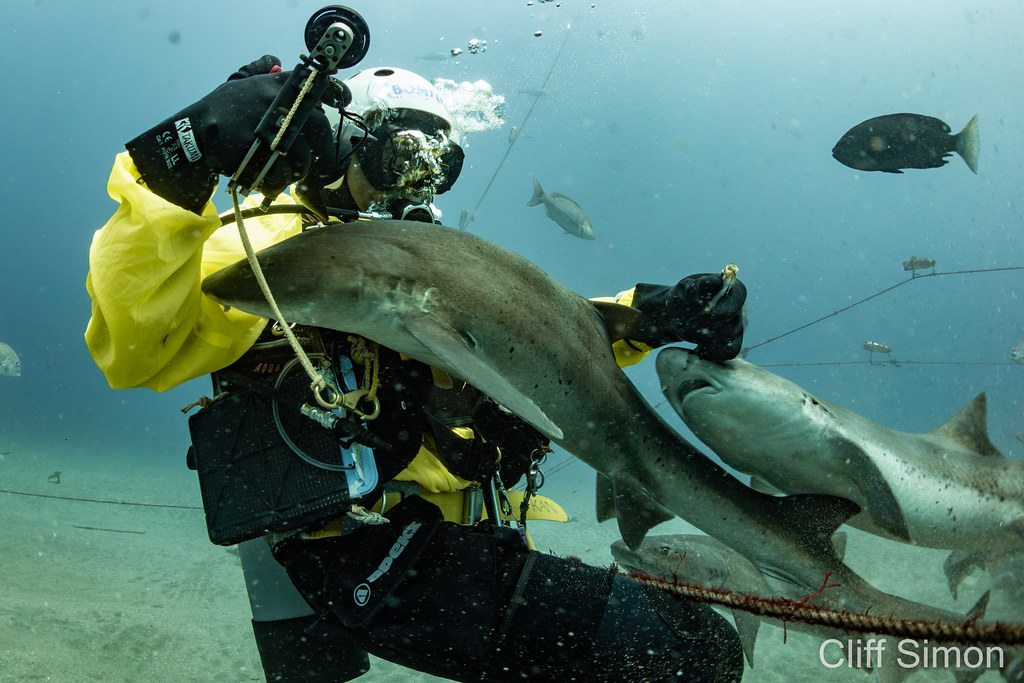 Banded Hound Shark