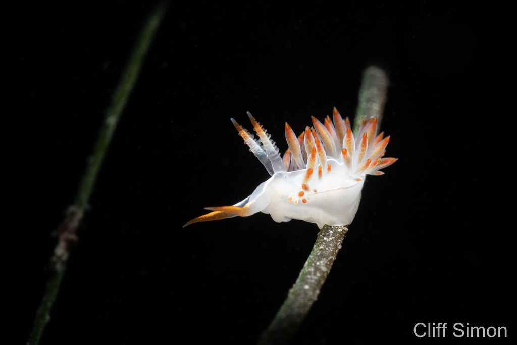 Flabellina trilineata, Nudibranch, Three-lined Aeolid