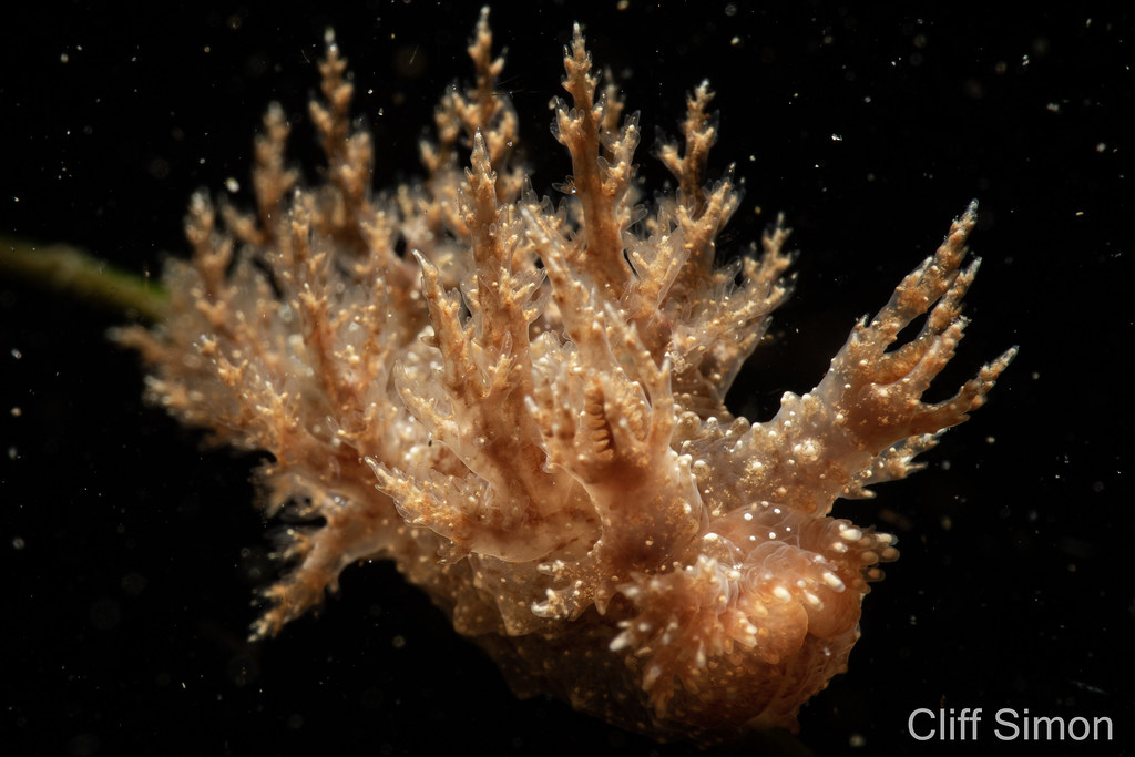 Branched Dendronotid, Dendronotus venustus, Nudibranch