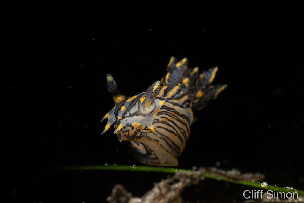 Nudibranch, Polycera atra, Sorcerer's Dorid