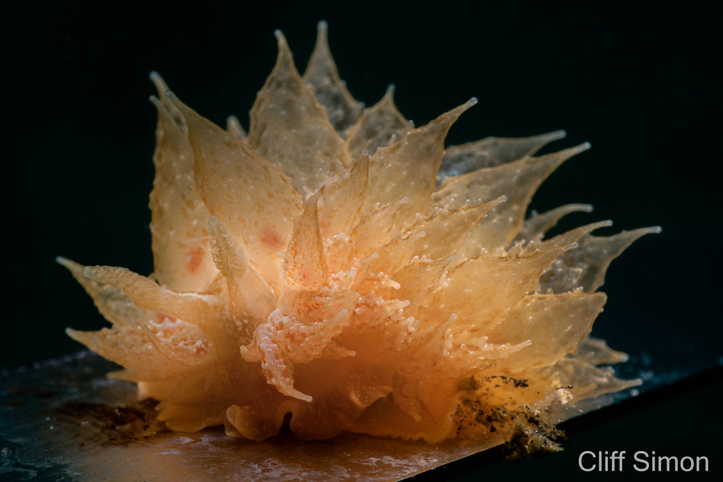 Colorful Dirona, Dirona picta, Nudibranch