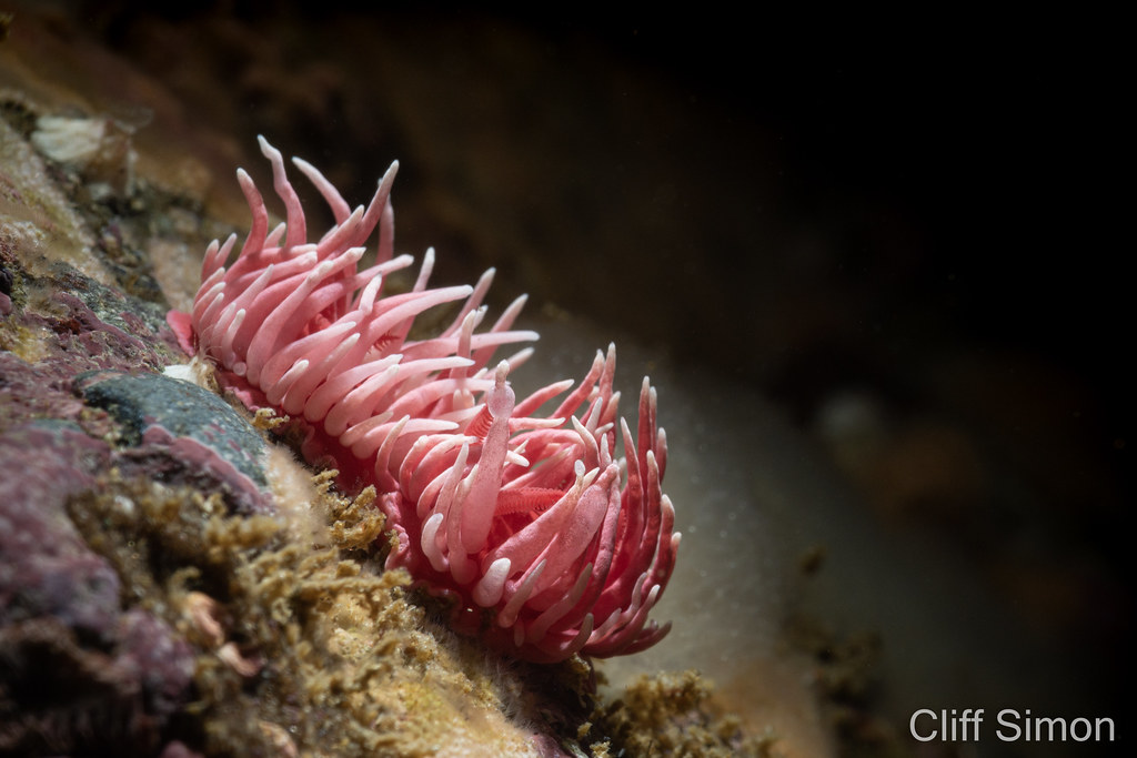 Hopkins Rose, Nudibranch, Okenia rosacea
