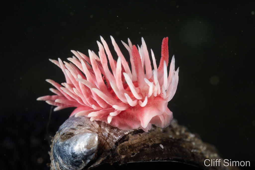 Hopkins Rose, Nudibranch, Okenia rosacea