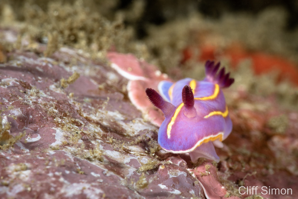 Chromodoris macfarlandi, Macfarland's Chromodorid, Nudibranch