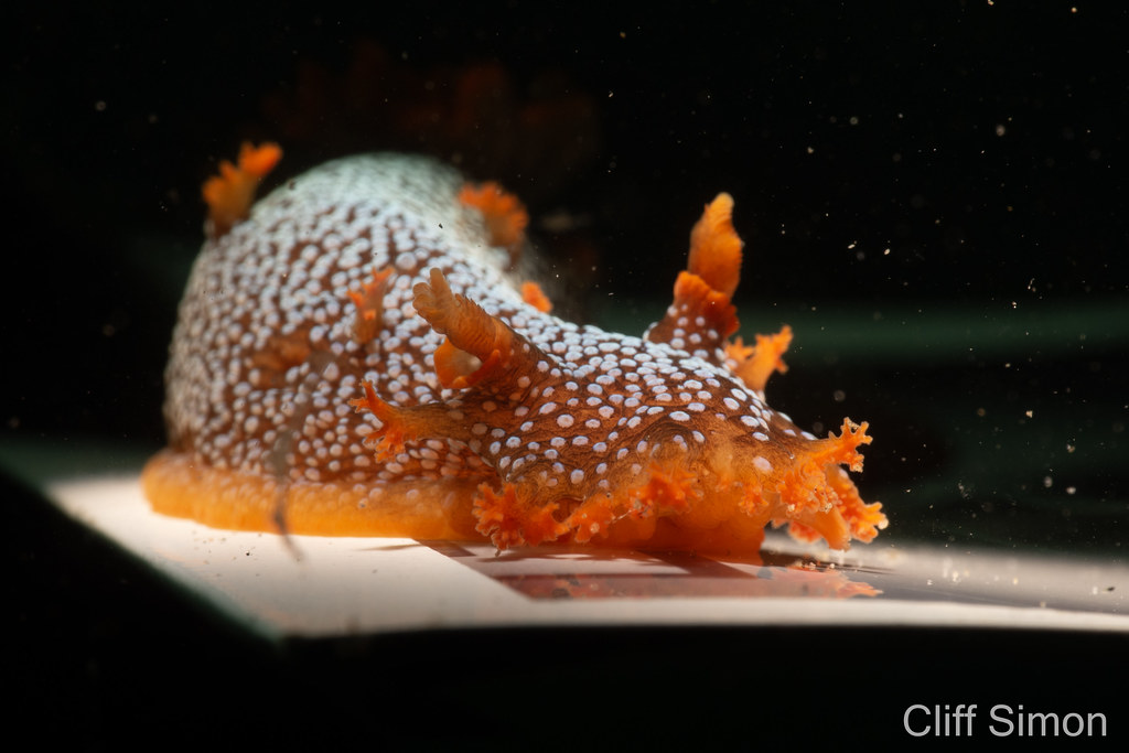Nudibranch, Spotted Dorid, Triopha maculata