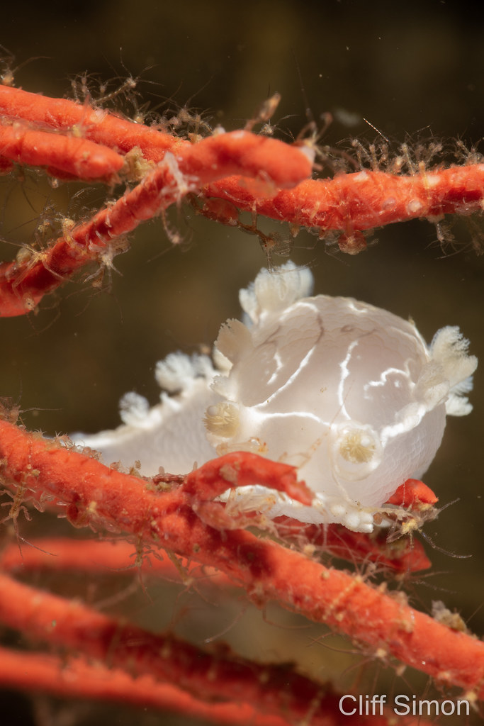Festive Tritonid, Nudibranch, Tritonia festiva
