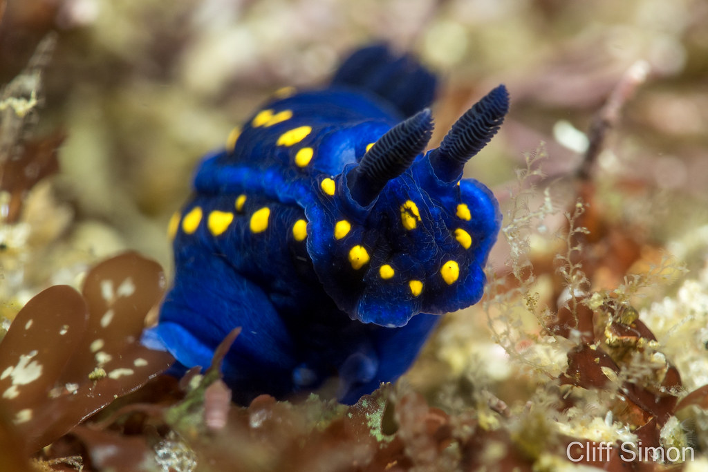 California Chromodorid, Felimare californiensis, Nudibranch