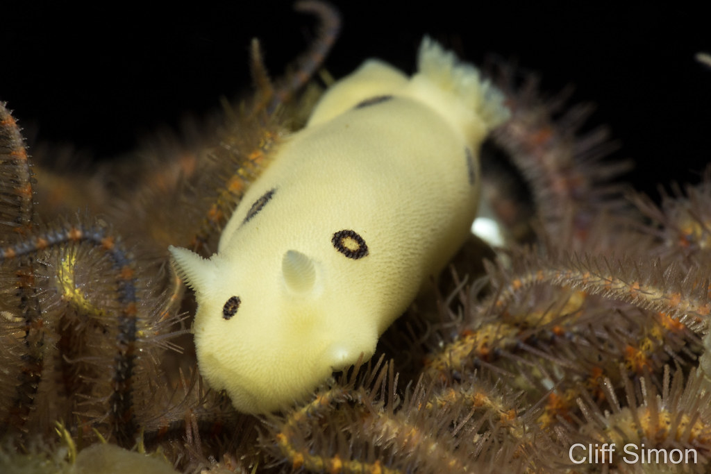 Diaulula sandiegensis, Nudibranch, San Diego Dorid
