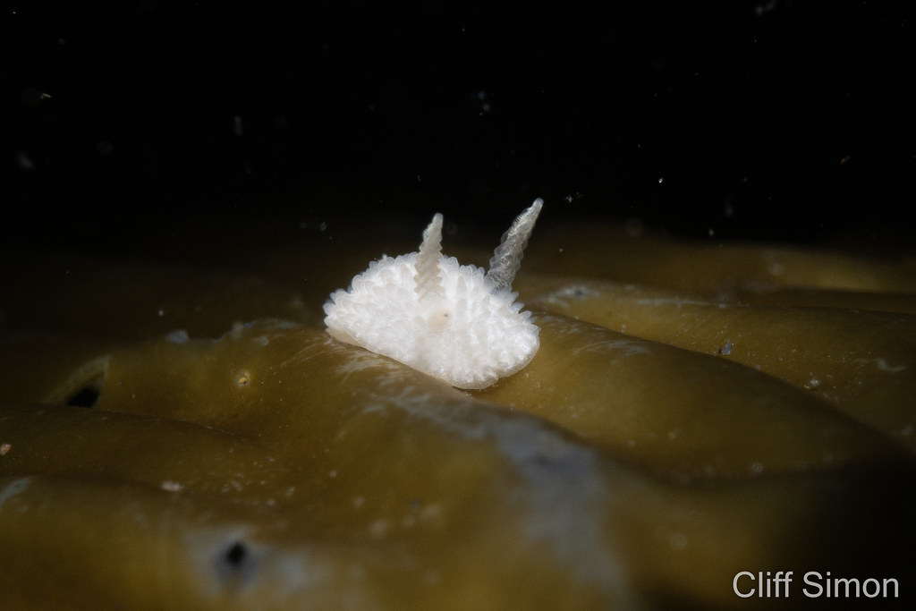Diaphorodoris lirulatocauda, Nudibranch, Ridge-tailed Dorid