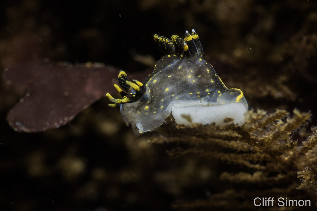 Nudibranch, Polycera tricolor, Three Colored Dorid