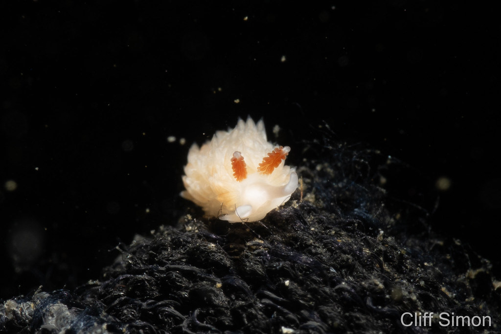 Nudibranch, Olives Aeolid, aeolidiella oliviae