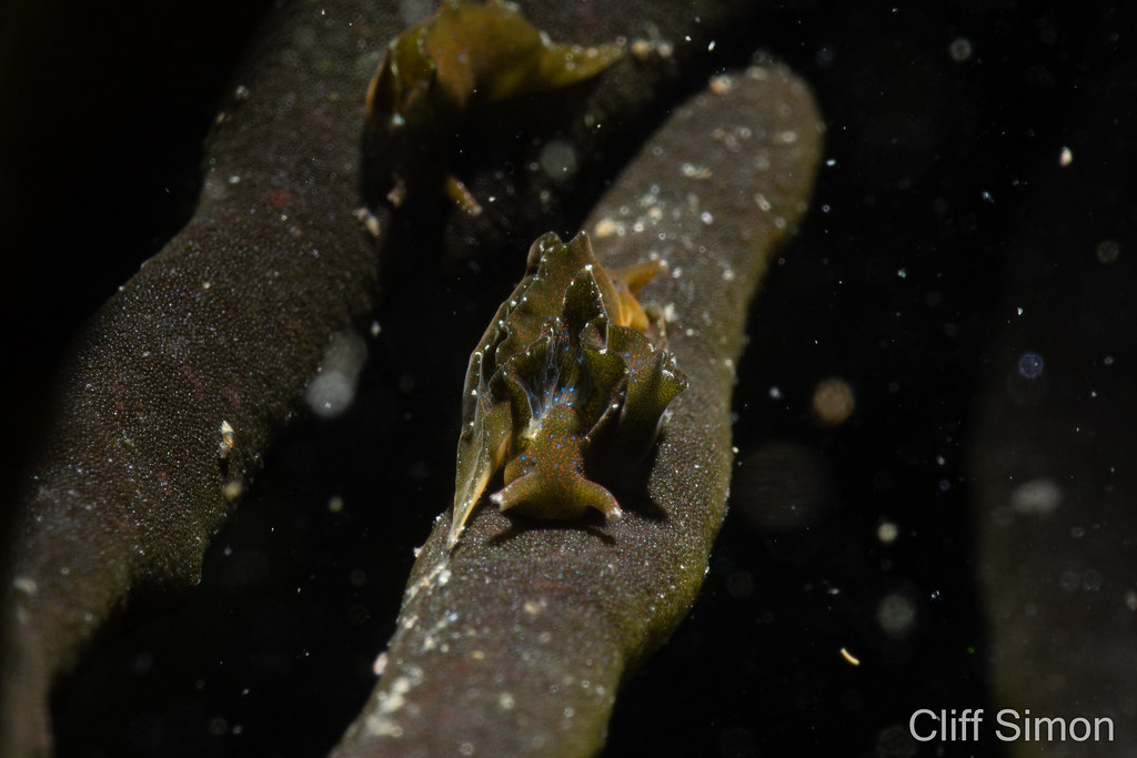 Elysia hedgpethi, Hedgpeth's Sapsucker, Nudibranch