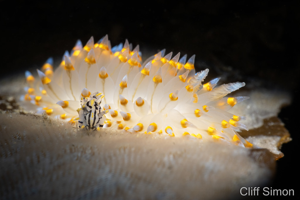 Antiopella barbarensis, Cockscomb Nudibranch, Nudibranch, Polycera atra, Santa Barbara Janolus, Sorcerer's Dorid