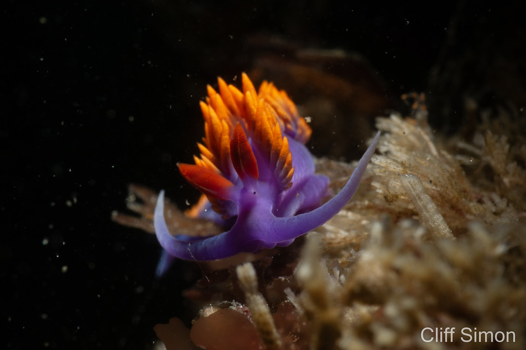 Flabellina Iodinea, Nudibranch, Spanish Shawl