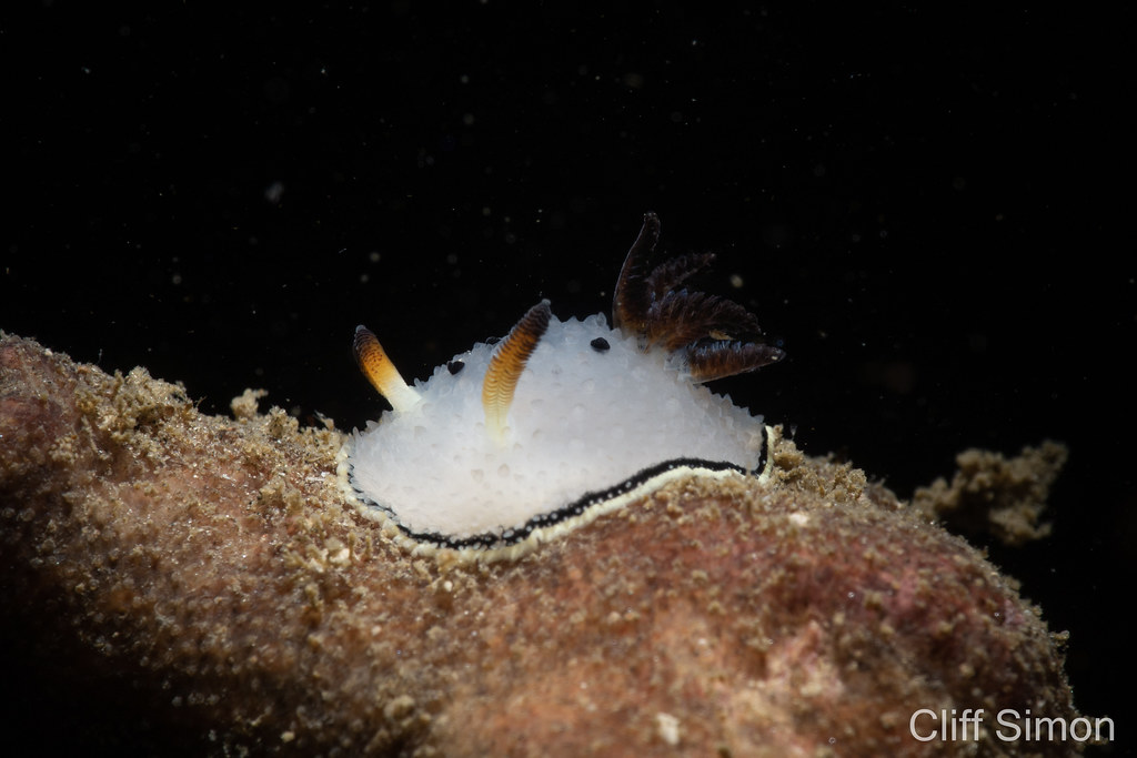 Acanthodoris rhodoceras, Black-tipped Spiny Dorid, Nudibranch