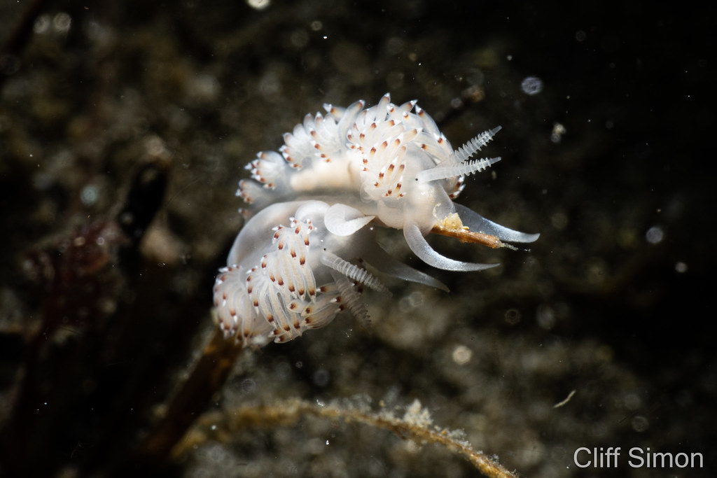 Flabellina pricei, Nudibranch, Price's Aeolid
