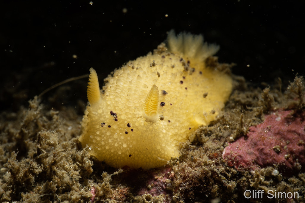 Doris montereyensis, Monterey Sea Lemon, Nudibranch