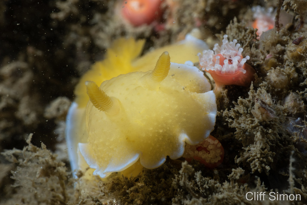 Doriopsilla spaldingi, Nudibranch, Spalding's Dorid