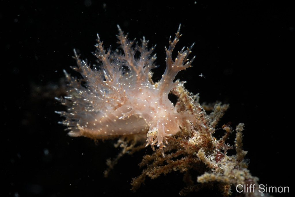 Dendronotus albopunctatus, Nudibranch, White-spotted Dendronotus