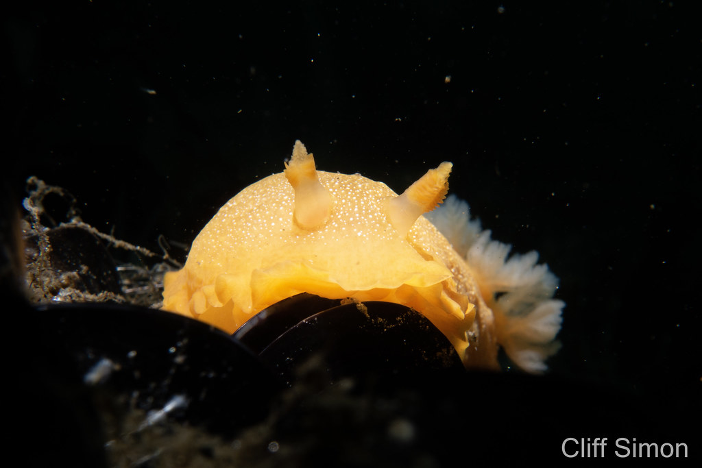 Doriopsilla albopunctata, Nudibranch, White-spotted Dorid