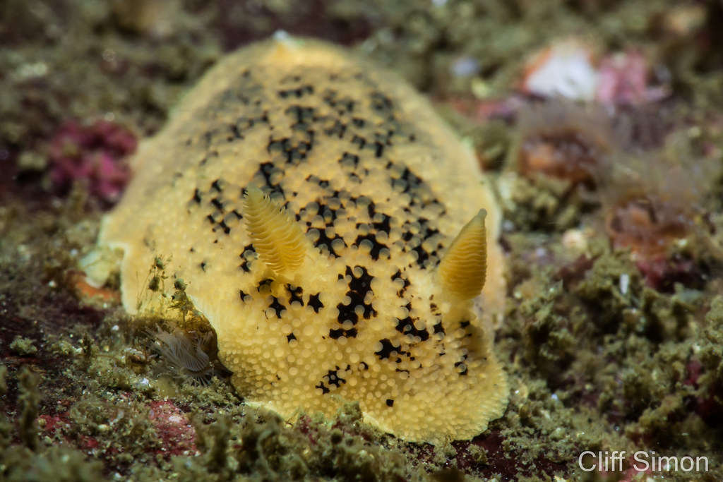 Noble Dorid, Nudibranch, Peltodoris nobilis