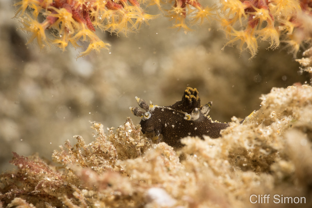 Hedgpeth's Dorid, Nudibranch, Polycera hedgpethi