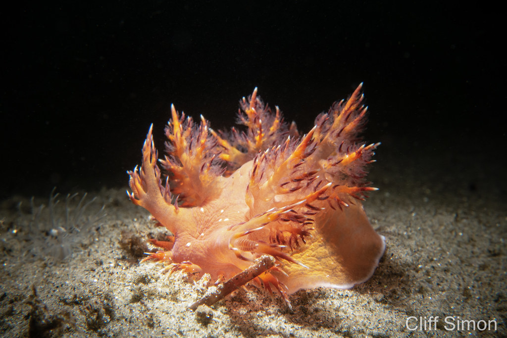 Dendronotus iris, Nudibranch, Rainbow Dendronotus