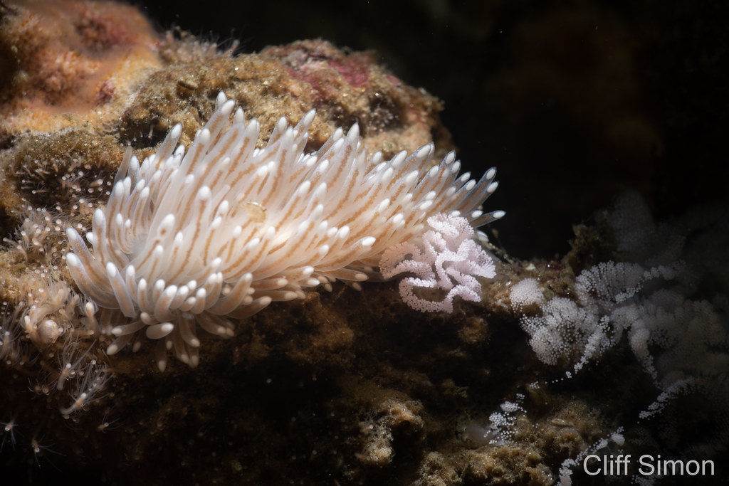 Cuthona divae, Nudibranch, Rose Pink Cuthona