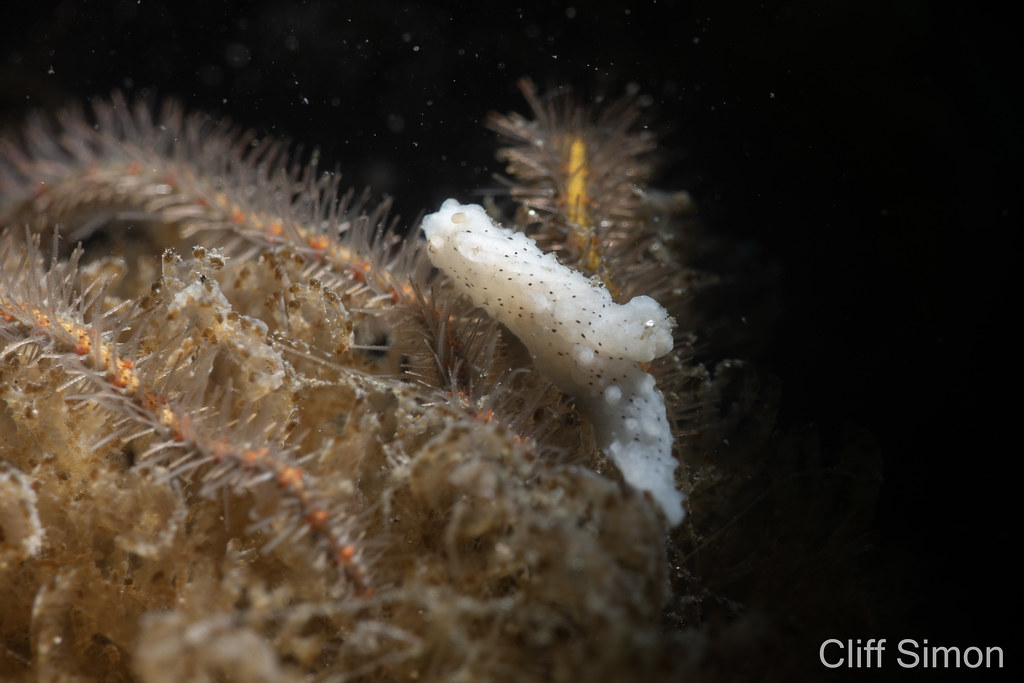 Nudibranch, Salt and Pepper Doris, aegires albopunctatus