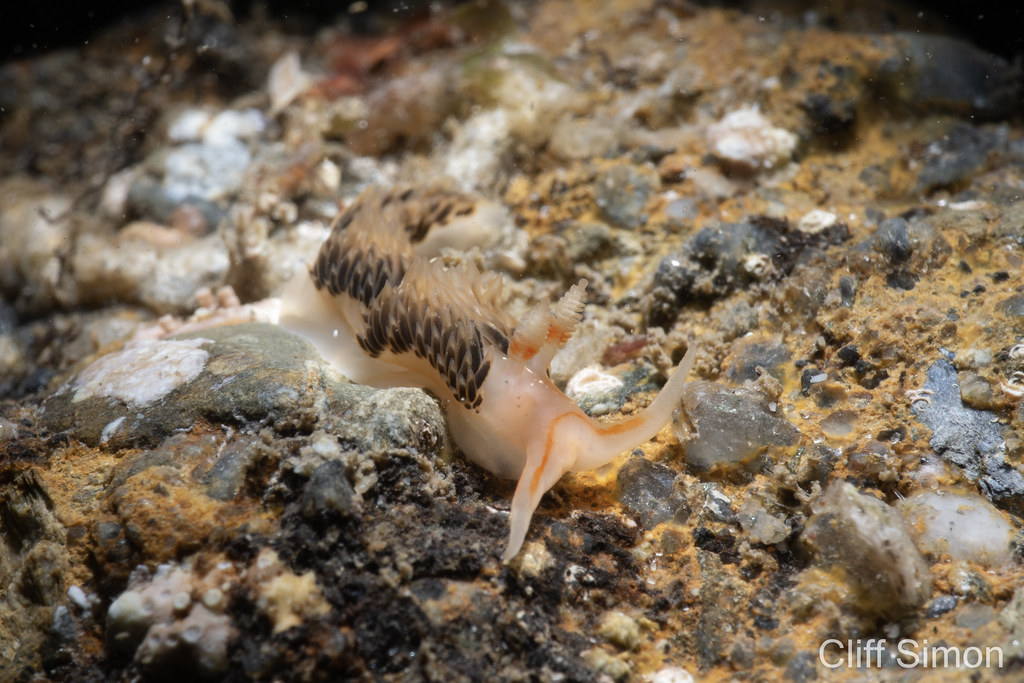 Hilton's Aeolid, Nudibranch, Phidiana hiltoni