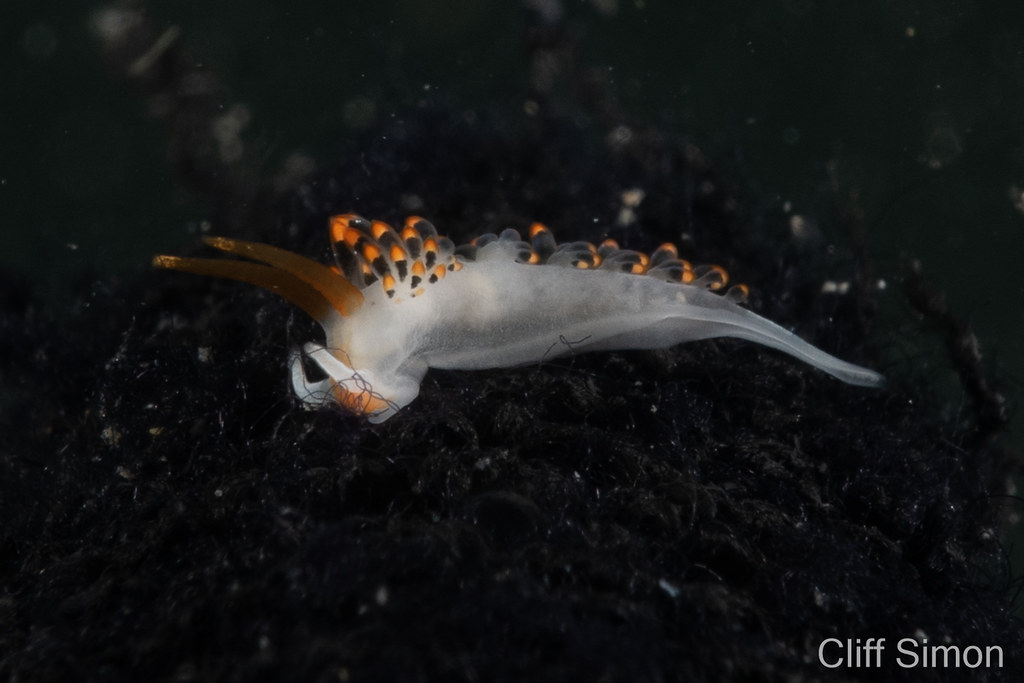 Cuthona lagunae, Laguna Beach Aeolid, Nudibranch