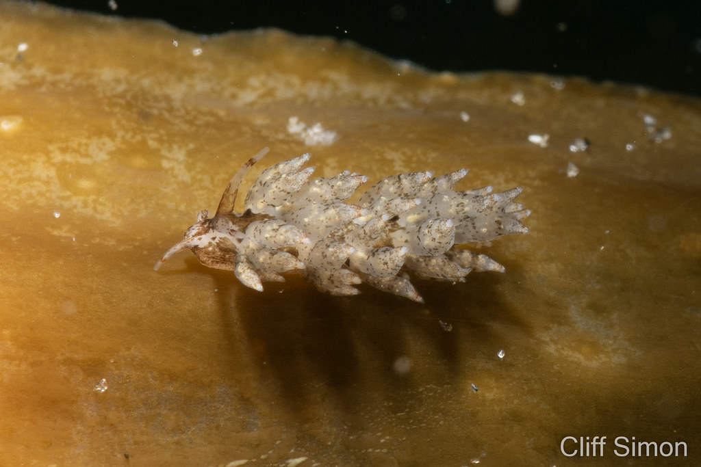 Eubranchus rustyus, Homely Aeolid, Nudibranch