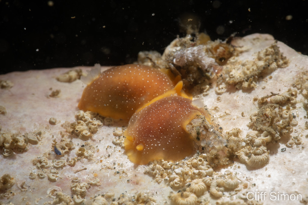 Doriopsilla albopunctata, Nudibranch, White-spotted Dorid