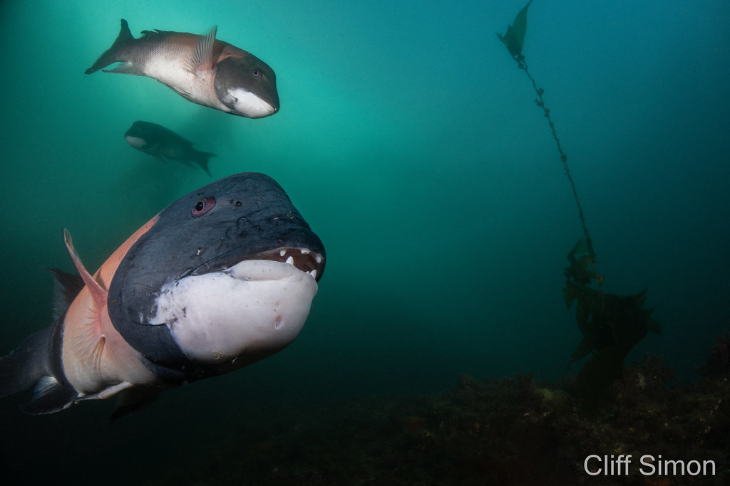 California Sheephead, Semicossyphus pulcher
