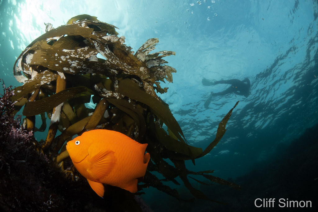 Garibaldi, Hypsypops rubicundus