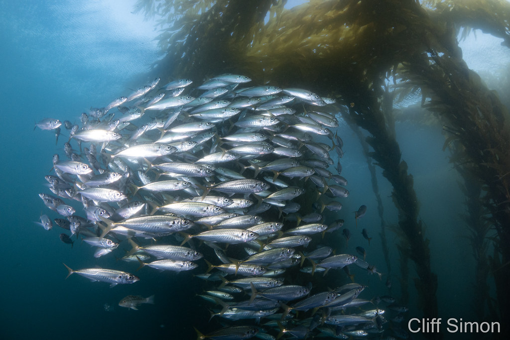 Jack Mackerel, Trachurus symmetricus