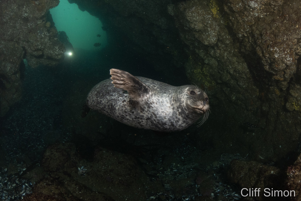 Harbor Seal, Phoca vitulina