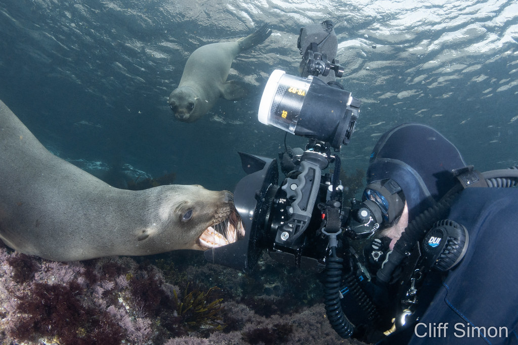 California Sea Lion, Zalophus californianus