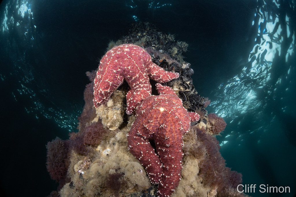 Ochre Star, Pisaster ochraceus