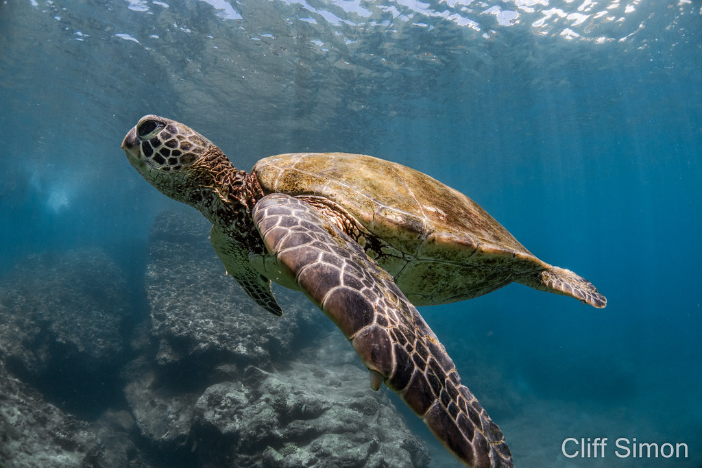 Green Sea Turtle, Chelonia mydas