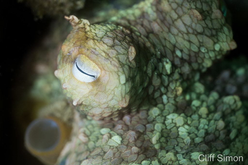 California Two Spot Octopus, Octopus bimaculoides