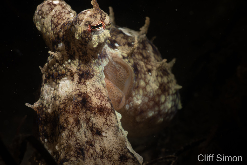 California Two Spot Octopus, Octopus bimaculoides