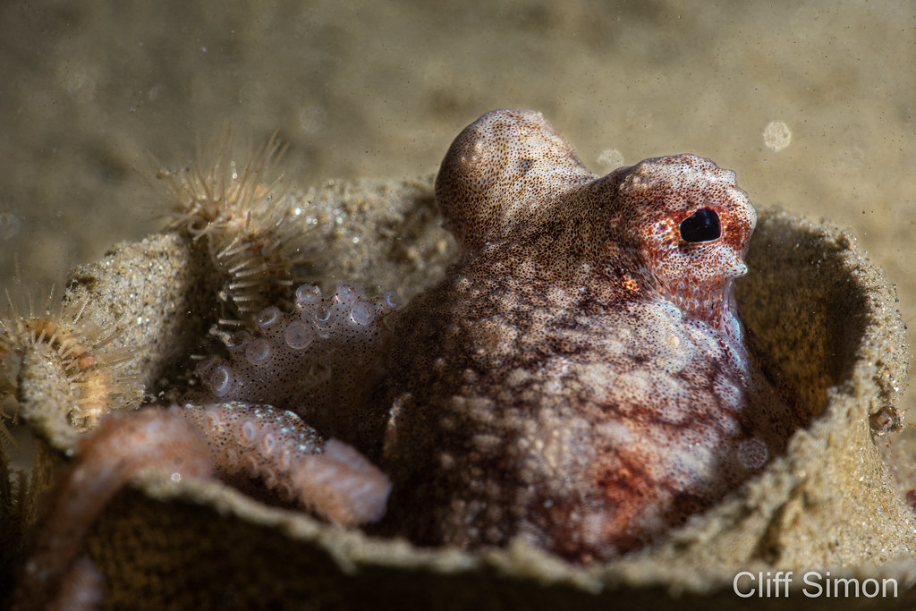 East Pacific Red Octopus, Octopus rubescens