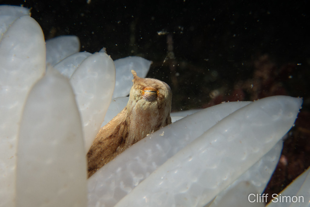 California Two Spot Octopus, Octopus bimaculoides